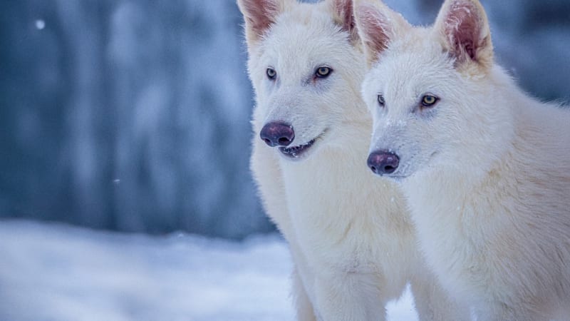 Pravlky obrovské má následovat oživení dalších obrů. Jak se firma staví k návratu dinosaurů?