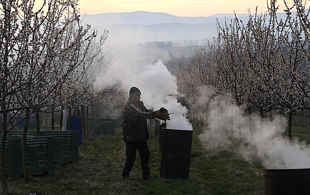 Jarní mrazy ohrožují úrodu. Pět způsobů, jak zachránit kvetoucí ovocné stromy