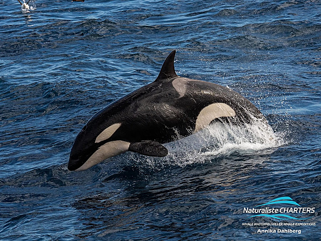 Útok na „Babičku“? Nejstarší kosatka u Gibraltaru má na ploutvi stopy po střelbě